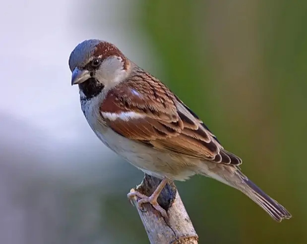 minik serce hikayesi